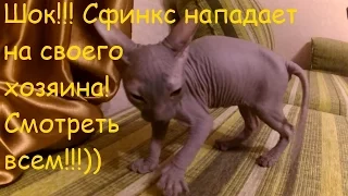 Донской Сфинкс Жорик нападает на своего хозяина!  Смотреть всем!) [#Сфинкс]