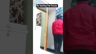 fly entering in house vs leaving house