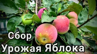 Яблоня Слава Победителю. Сбор урожая. Лучший сорт