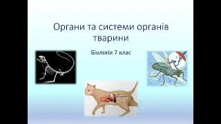 Біологія. Тварини. Органи  Системи органів тварин. Значення тварин