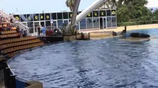 Orca Ocean Show at Loro Parque, Tenerife. Part 1