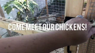 Meet Our Chickens - Raising Backyard Chickens