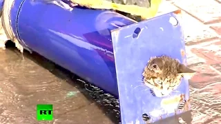 Ozzy Man Reviews: Cat Stuck in a Pipe