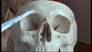 Oculomotor nerves. Part 3