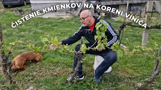 Čistenie kmienkov na koreni viniča