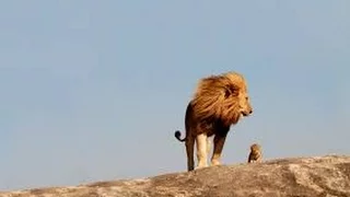 Musique tribale africaine, hommage au Roi Lion, très puissante musique de fond