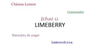 Limeberry | Lemoncitong Kastila