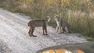 Screaming match between 2 lynxes