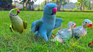 Parrot Talking and Dancing with Baby Parrot