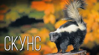 Skunk: Striped perfumer | Interesting facts about skunk