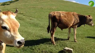 BEAUTIFUL COW VIDEO 🐮 COWS GRAZING & MOOING 🐮