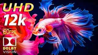 Betta Fish: Super Colors in 12K HDR Aquarium | Best Dolby vision with relaxing music
