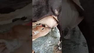 Baby Cow Drinking Milk From Mother Cow | Beautiful Baby Cow Drinking Milk | Calf Milking #Shorts