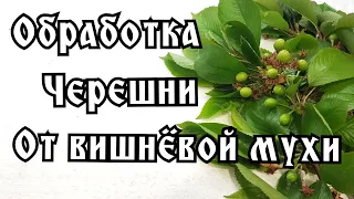 ВТОРАЯ ОБРАБОТКА ЧЕРЕШНИ И ВИШНИ