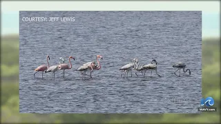 Visitors flock to Pea Island for flamingos