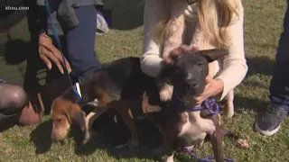 Puppy Pop Up: HTown Rush crew out with furry friends Spring