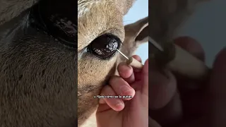 ESTE ANIMAL TIENE ALGO EN EL OJO...