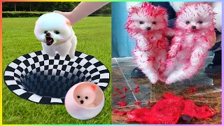 Tik Tok Chó Phốc Sóc Mini 😍🐕 Funny and Cute Pomeranian 🐶 # 449
