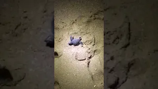 Baby turtle hatched on beach on way to ocean (Oman)