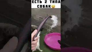 Есть собаки, которые любят воду, а есть не очень🤣