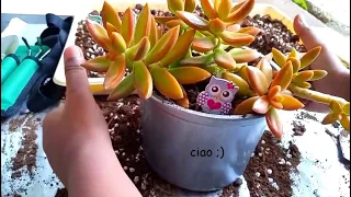 Succulent rescue time! (watch me repot this beautiful Firestorm Sedum plant)