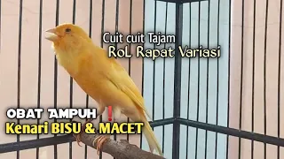 Kenari Gacor Muda Rol Rapat Cuit cuit ngeroL 100% Terapi Ampuh kenari Paud belajar Bunyi & MACETAN