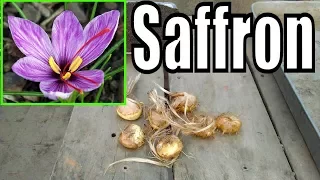 How to Grow saffron bulbs | Season of Saffron Plantation | Pure Iranian Saffron (Urdu/hindi)