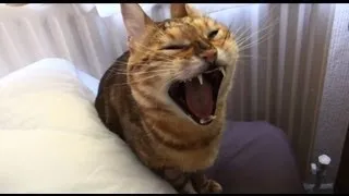 Yawning My Brains Out - Cougar the Bengal Cat - HD