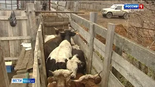 В Алтайский район могли завезти заражённых животных.