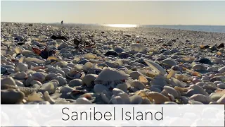 Sanibel Island beach walk. Seashells as far as the eye can see!