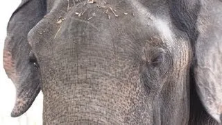 ELEPHANT TUSKS & TIGER ATTACKS. SAFARI INDIA#8