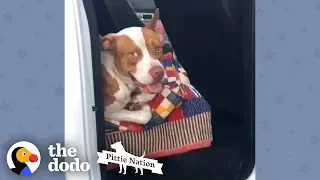 This Couple Found A Stray Pit Bull In Their Truck | The Dodo Pittie Nation