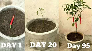 FASTEST METHOD TO GROW CHILLIES AT HOME(Beginning till harvest)