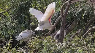Australian White Ibis. Campbelltown.