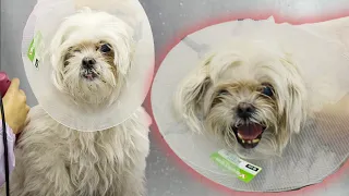 Aggressive lamp attempts to kill groomer