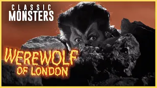 Attacked by a Werewolf in Tibet! | Werewolf of London (1935) | Fear
