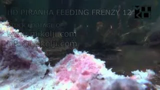 PIRANHA FEEDING FRENZY 12 HD