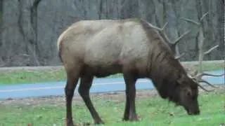 Smoky Mountain Elk near Cades Cove