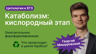 2.48. Катаболизм: кислородный этап | Цитология к ЕГЭ | Георгий Мишуровский