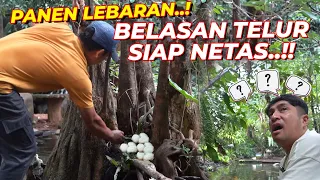 ALHAMDULILAH...MAKIN BANYAK AJA NIH TELUR BEBEK SULTAN..!!