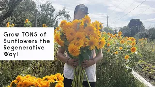 Grow TONS of sunflowers the Regenerative way !