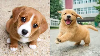 Baby Dogs 🔴 Cute and Funny Dog Videos Compilation #24 | 30 Minutes of Funny Puppy Videos 2022