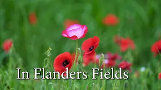 In Flanders Fields