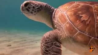 Curaçao - Swimming with sea turtles.