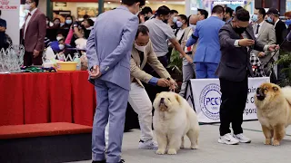 Chow Chow | CCCI Dog Show Day 2 - 2022 | Philippines