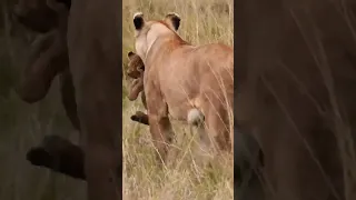 Little lion cub calling his mother for help! #shorts#baby#lion