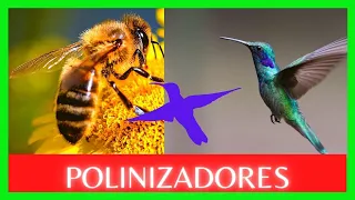 🐝 EXPLICACIÓN DE QUE ES LA POLINIZACIÓN  Y LOS POLINIZADORES