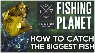 How to Catch the BIGGEST Fish in the Game! - Fishing Planet Tips