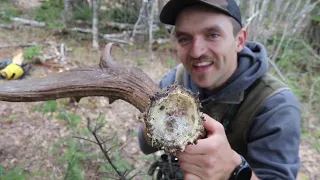 16 Moose Antlers in a Day - Moose Shed Hunting Canada 2023 Day 2 | Beyond the Boundaries