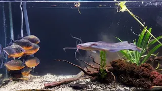 Intense Piranha Feeding Frenzy: Live Catfish Encounter!